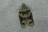 Acleris literana