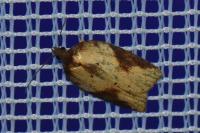Acleris laterana