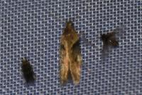 Scrobipalpa costella