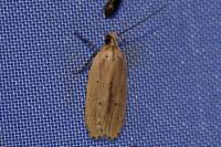 Agonopterix pallorella