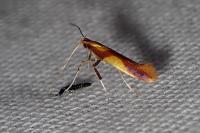 Caloptilia