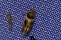 Recurvaria nanella