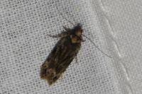 Psoricoptera gibbosella