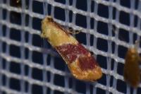 Diceratura ostrinana