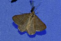 Isturgia murinaria