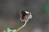 Aricia agestis