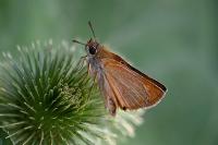 Thymelicus acteon