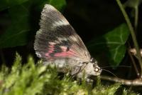 Catocala promissa
