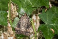 Amphipyra pyramidea
