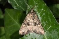 Mesapamea secalella/secalis
