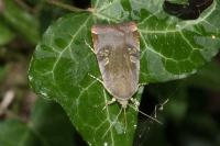 Noctua janthe/janthina