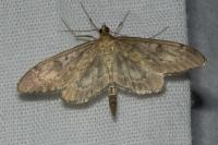 Anania lancealis