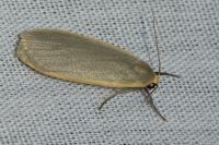 Collita griseola