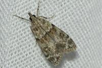 Eudonia mercurella