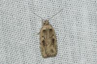 Agonopterix ocellana