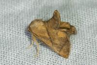Apoda limacodes