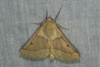 Crocallis elinguaria