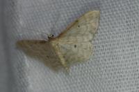 Idaea fuscovenosa