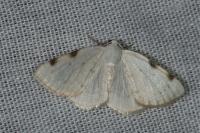 Lomographa bimaculata