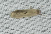 Pelosia muscerda