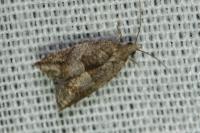 Rhopobota naevana