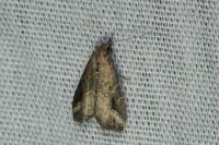 Schrankia costaestrigalis