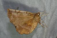 Selenia dentaria