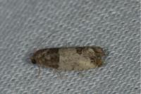Spilonota ocellana