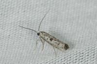 Yponomeuta plumbella
