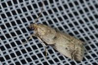 Acrobasis fallouella/glaucella