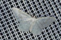 Asthena albulata