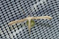 Emmelina argoteles/monodactyla