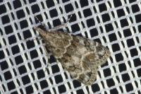 Eudonia mercurella