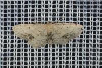 Idaea dimidiata