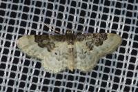 Idaea rusticata