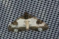 Melanthia procellata