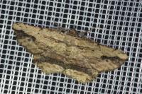 Menophra abruptaria