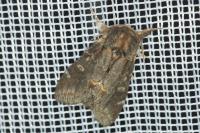 Notodonta dromedarius