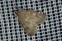 Udea prunalis