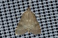 Udea prunalis