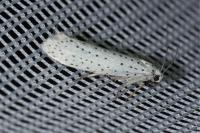 Yponomeuta evonymella