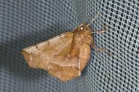 Selenia dentaria