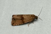 Celypha striana