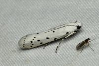 Myelois circumvoluta