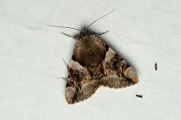 Catocala fulminea