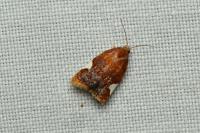 Acleris holmiana