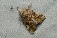Eremobia ochroleuca