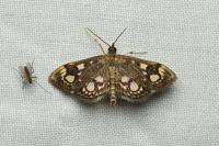 Anania coronata