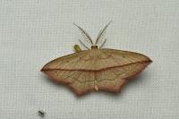 Timandra comae