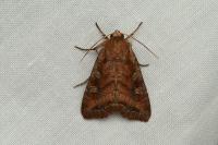 Lacanobia splendens